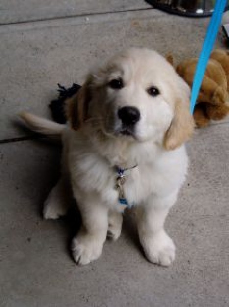 Golden Retriever sam Dogs about Pets Recreation Sporting-Gundog Group Breeds Puppy
